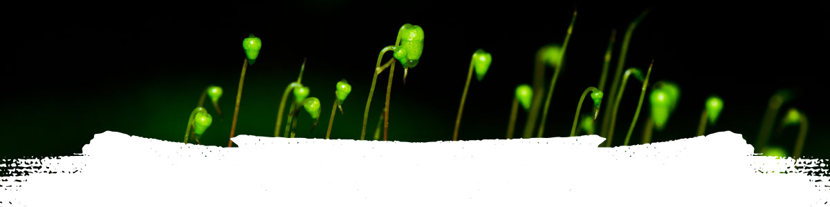 Licheni Eterni, MiniMondi, Gioielli con Licheni, Terrarium