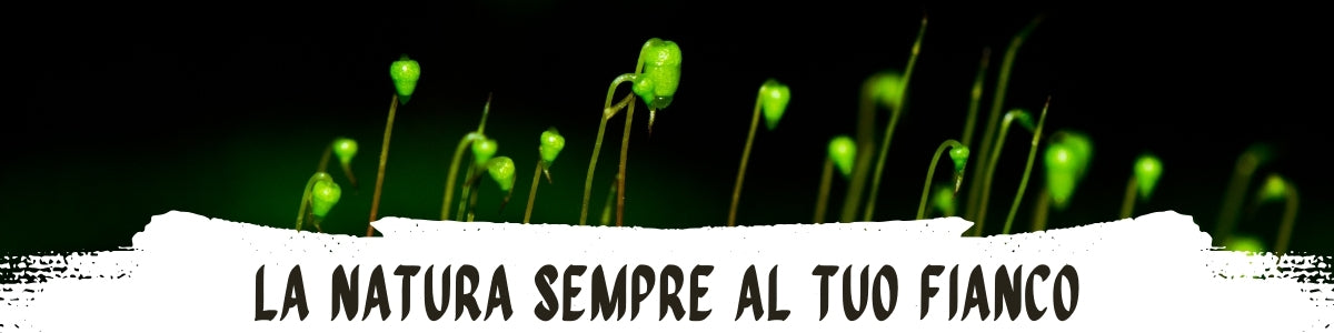 Licheni Eterni, MiniMondi, Gioielli con Licheni, Terrarium